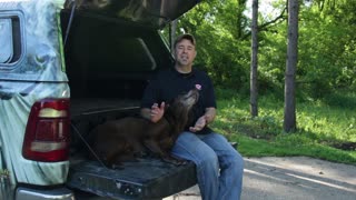 Labrador Retriever Colors