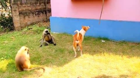 dog vs monkey.