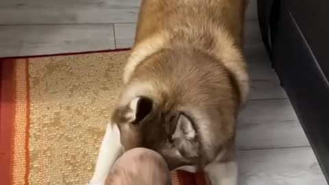 A wonderful good dog who takes care of his master's child