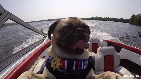 Atom the Pug drives his owner's boat!