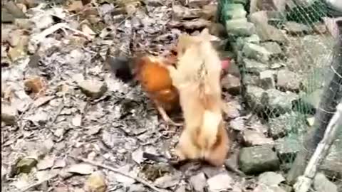 Funny Dogs and chicken Fight battle