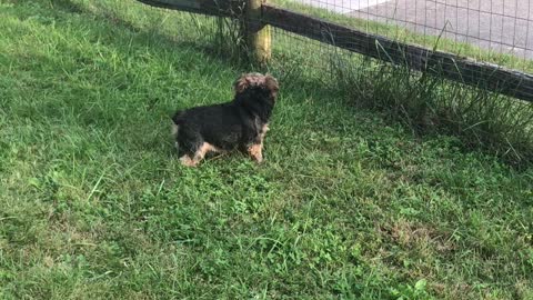 Monty guarding his territory