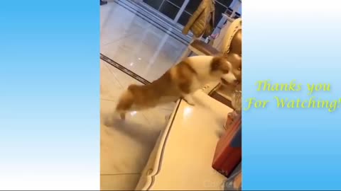 Funny dog dancing