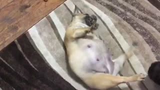 Pregnant dog has an itch she can't scratch