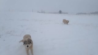 Puppy winter wonderland.