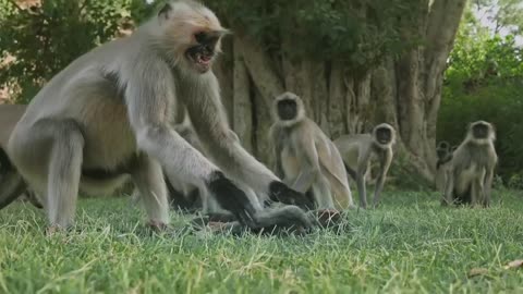 langur monkeys Grieve over robot monkey