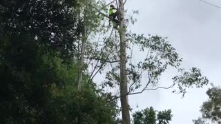 Dunnii head arborist felling tree work
