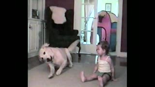 Toddler Mimics Dog Tricks With Labrador