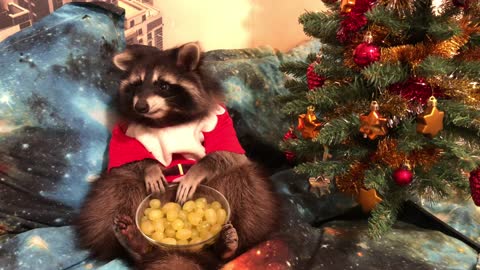 Raccoon Loves Eating Grapes