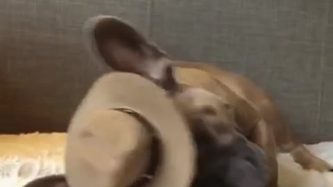 Man down! Frenchie pulls off dramatic "bang bang" trick