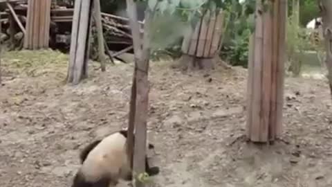 Kun foo Panda