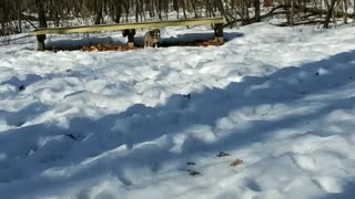 Puppy snow play