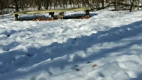 Puppy snow play