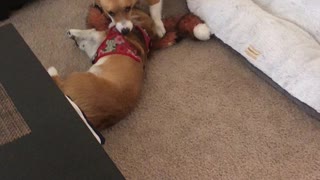 Corgis learning how to wrestle