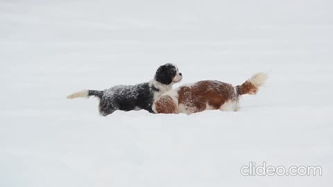 puppy-playing in snow