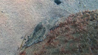 Octopus Plays Hide and Seek