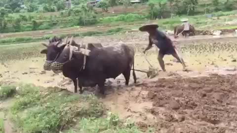 Farmer using OX to plow the fields