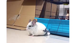 Chinchilla playtime will make you smile