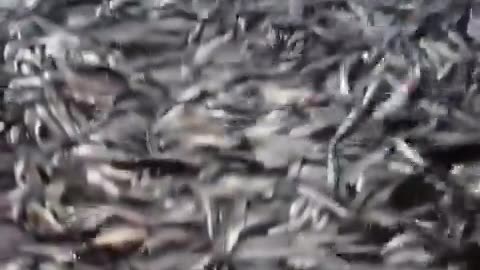 Millions of sardines washed up on the shore in the Philippines