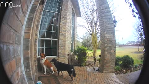 Family dog learns to ring the bell