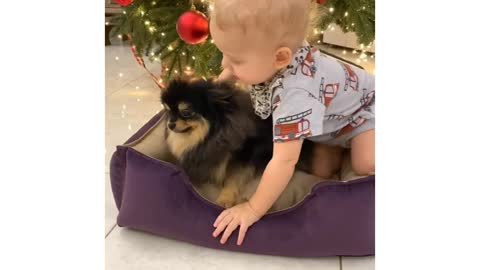 baby playing beside the christmas tree with his puppy.