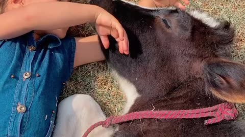 Girl Sings to Spoiled Cow