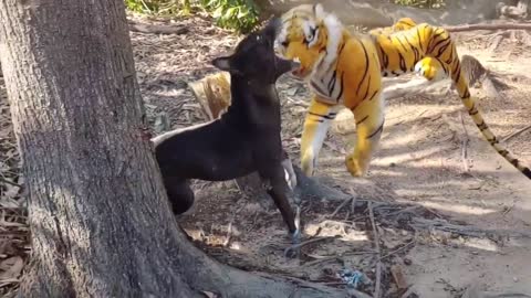 Fake Tiger Prank Dog - See dogs reaction