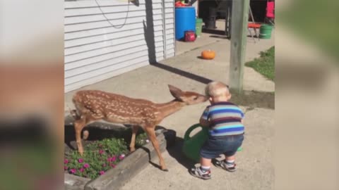 Little Boy Befriends a Baby Deer