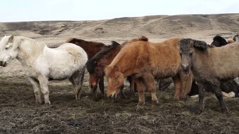 Herd of Icelandic horses beautiful calm animal