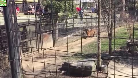 Animal Attacks on Humans in Zoo Completly Insane