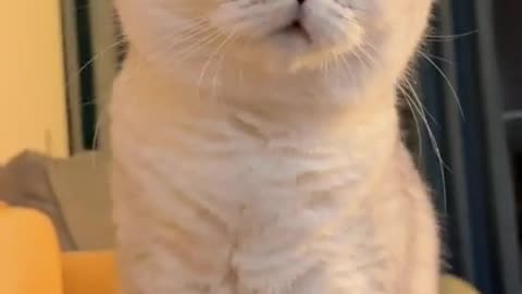 Very Cute Cat, Mini Kitten, Funniest Cat Moments, Tik Tok Smart Cute cat. #Shorts