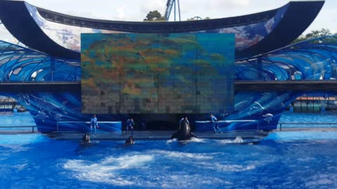 killer whales at seaworld