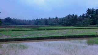 Rice paddy field on a rainy day