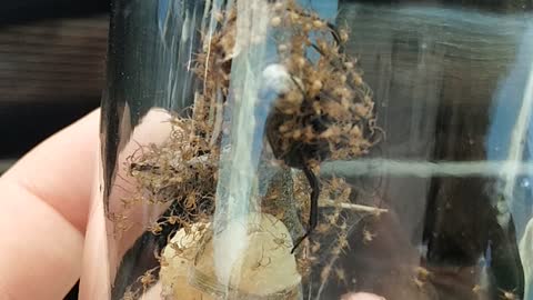 Black Widow Spider egg hatching