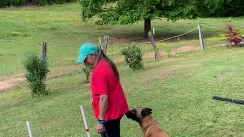 Belgian Malinois plays with weave poles for the first time.