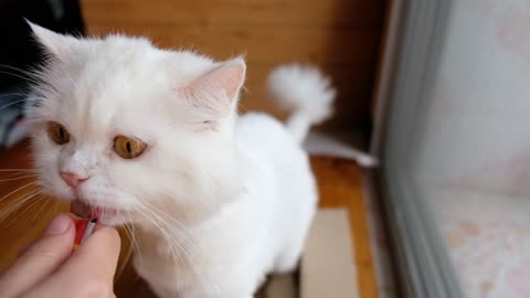 white persian cat licks the food