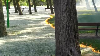 Mesmerizing Poplar Fluff Fire Sweeps Through Park