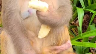 Mother monkey eats Bananas