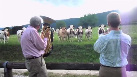 Animal dancing to the sound of music