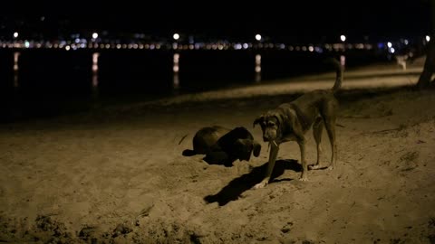 Three stray dogs in the beach by night with one digging a hole in the sand