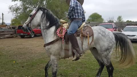 Horse loves dancing