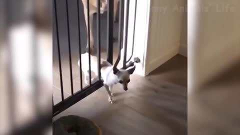 Chihuahua Wants A Treadmil