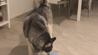 Crazy husky makes gigantic mess drinking water