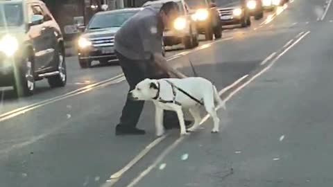 Stubborn Dog Refuses To Cross Busy Street
