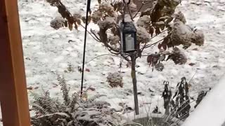 Bobcat caught Squirrel