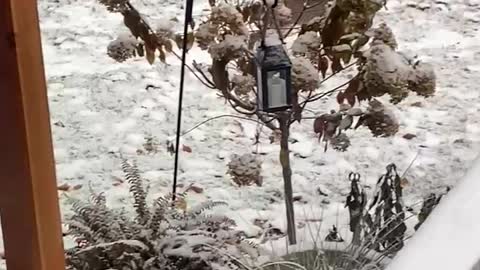 Bobcat caught Squirrel