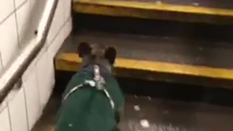 Dog hops up the stairs like bunny rabbit