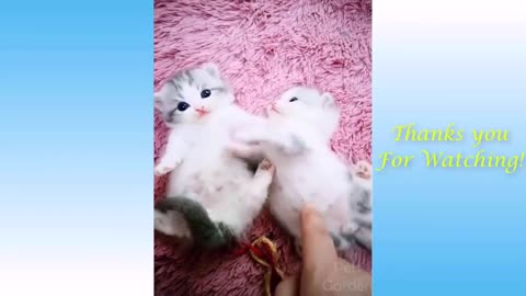 Check out these cute kittens