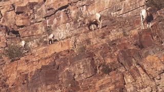 Mob of Bighorn Sheep Scale Mountain