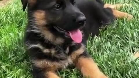 Adorable German shepherd puppy funny.